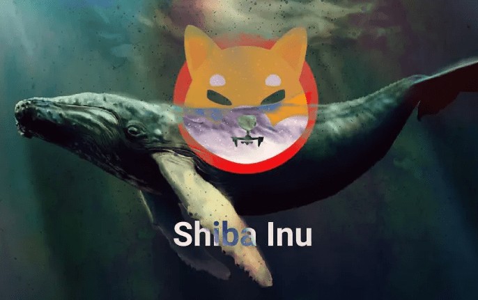 鯨魚(yú)轉(zhuǎn)移 400.68 兆 SHIB，柴犬火箭 1500% 上鍊準(zhǔn)備好與柴犬一起進(jìn)行巨大的泵